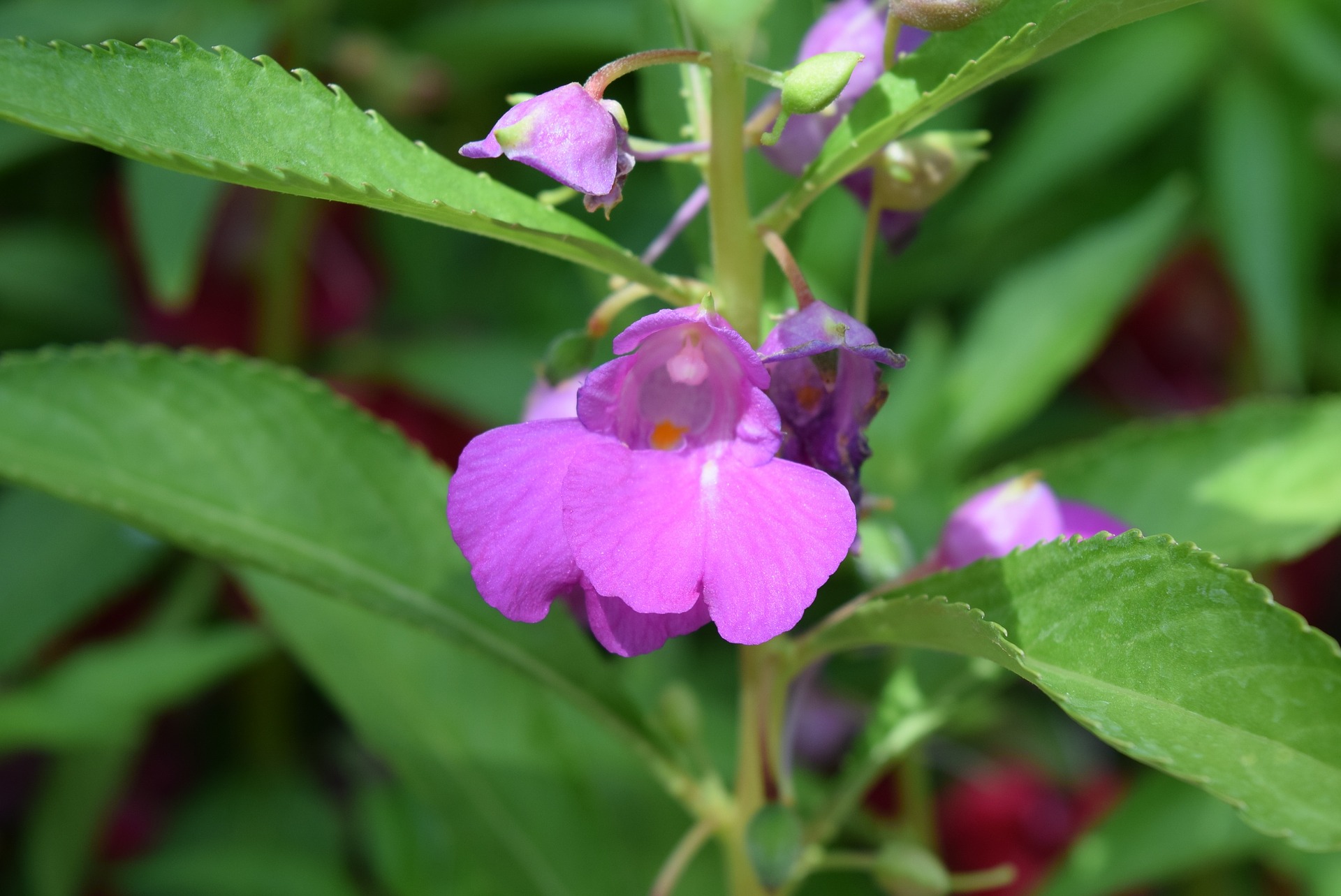 Impatiens